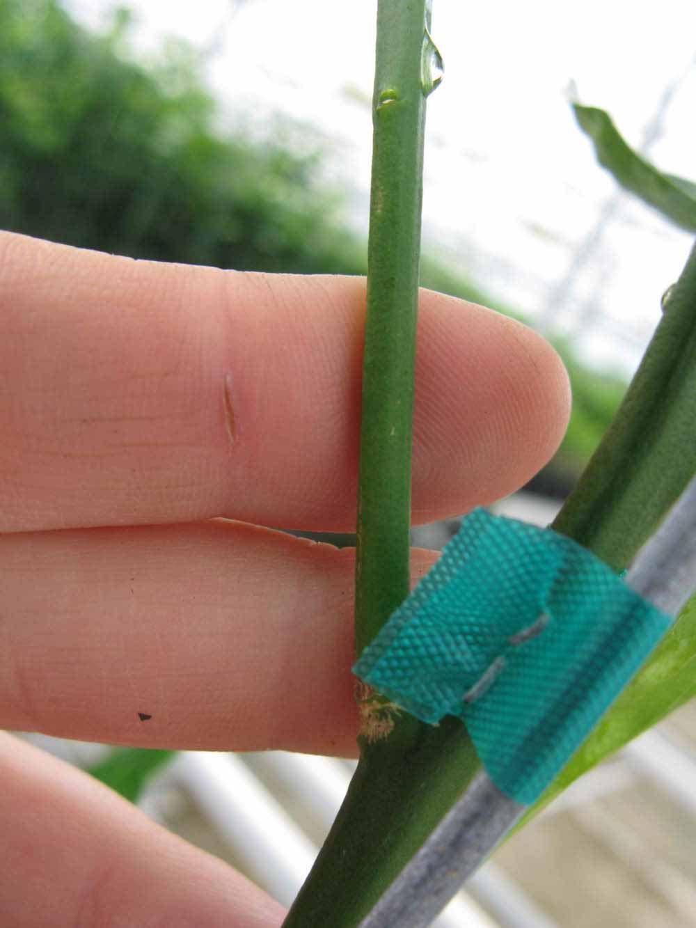              First year twig (Phillip Rucks Citrus Nursery, Frostproof,   FL)       